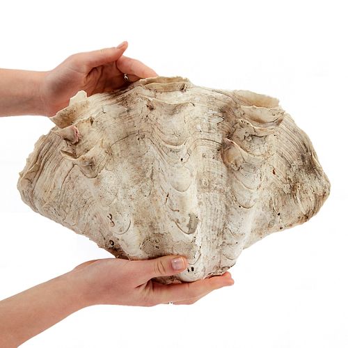 GIANT 13 IN. WIDE CLAM SHELLGiant clam