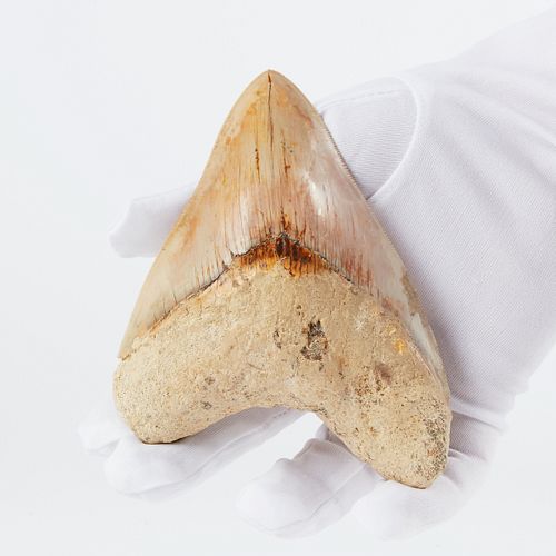 UNUSUALLY LARGE MEGALODON TOOTH 38029f