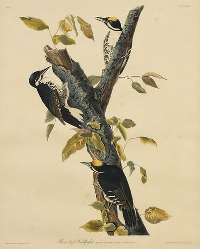 AFTER JOHN JAMES AUDUBON (AMERICAN