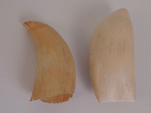 2 SMALL WHALE TEETH2 small raw