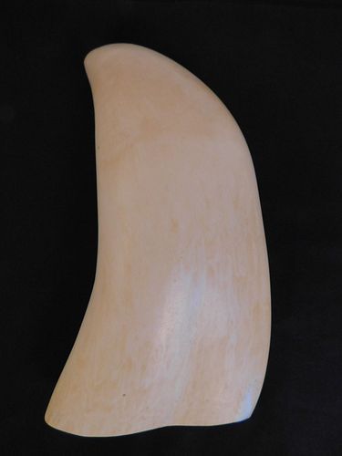 HUGE WHALE TOOTHLarge raw polished 383aaa