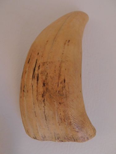 ANTIQUE WHALE TOOTHRaw whale tooth