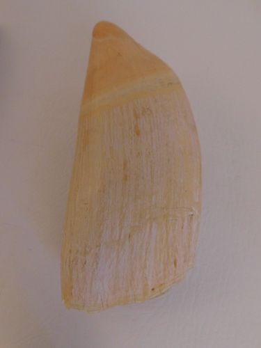 LARGE RAW WHALE TOOTHLarge 6.25