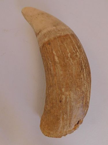 CURVED WHALE TOOTHRaw banana shaped 383ab2