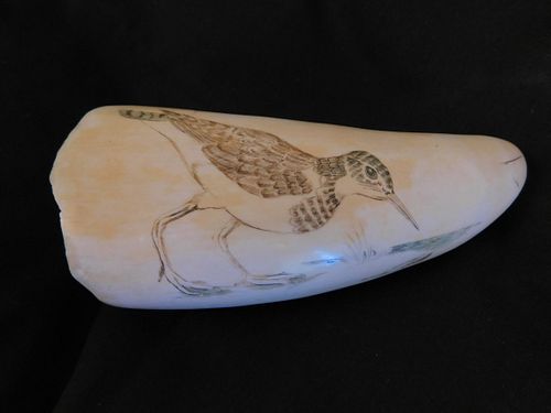 WHALE TOOTH WITH PLOVER BY R SPRINGWhale 383e02