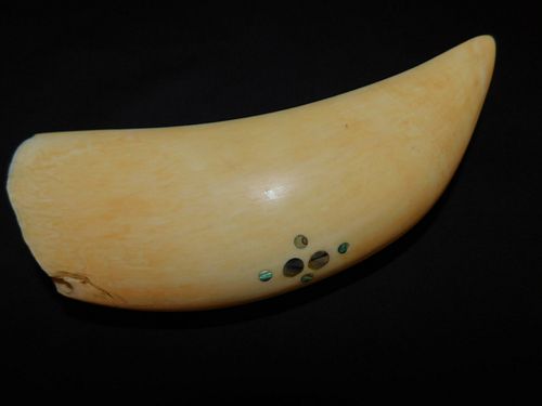 POLISHED WHALE TOOTHFine large 383e30