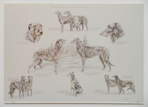 5 PRINTS OF SCOTTISH DEERHOUNDS5 383fdf