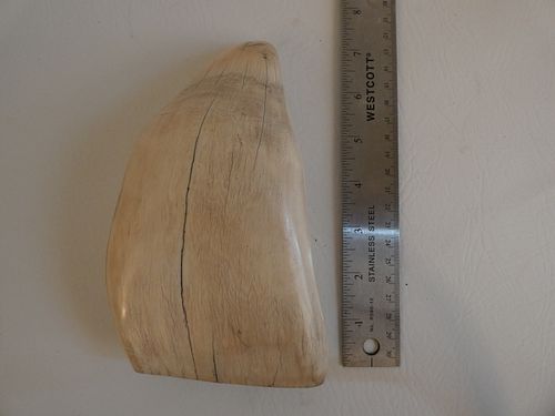HUGE BULL WHALE TOOTHHuge antique 38414b