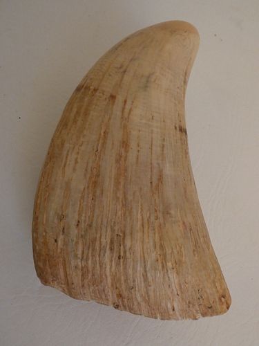 LARGE RAW WHALE TOOTHLarge raw 384176