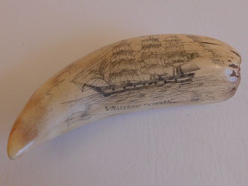 WHALE TOOTH WITH AURORA SHIPScrimshaw 384207