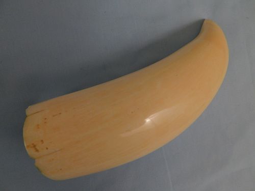 POLISHED WHALE TOOTHLarge polished