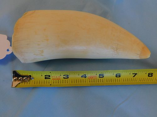 LARGE POLISHED WHALE TOOTHLarge 3844b0