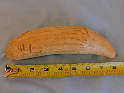 LARGE RAW WHALE TOOTHLarge raw