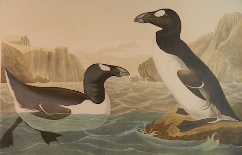 AFTER JOHN J. AUDUBON CHROMOLITHOGRAPHafter