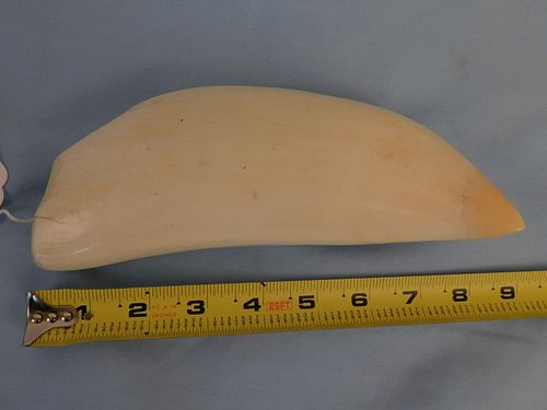 HUGE RAW WHALE TOOTHHuge raw whale