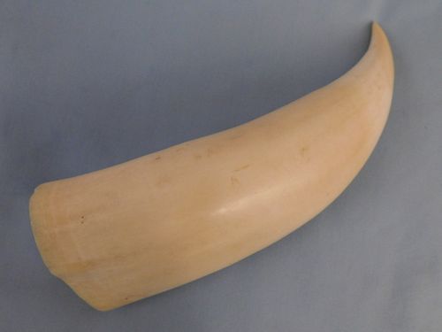 LARGE RAW WHALE TOOTHRaw, unadorned
