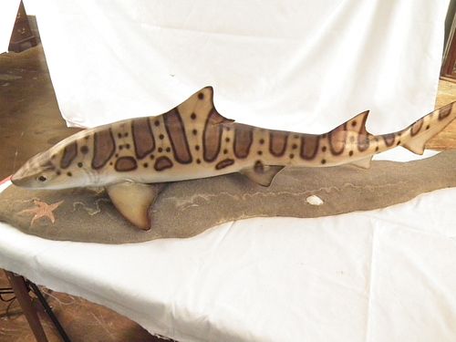 VINTAGE 52 INCH SHARK MUSEUM MODELVintage