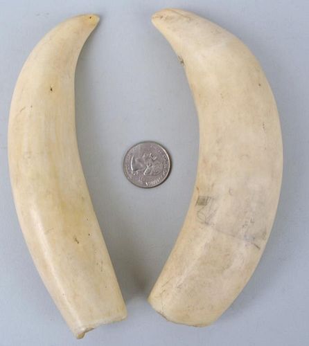 TWO LARGE ANTIQUE WHALE TEETHwith some