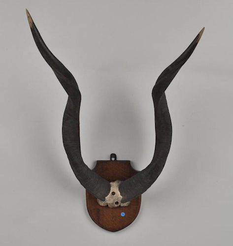 AFRICAN ANTELOPE TROPHY HORNS29"