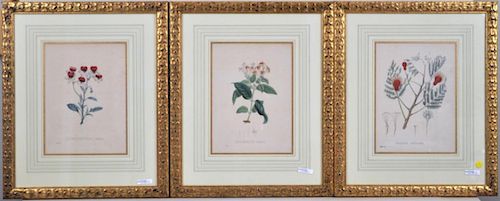 THREE FRAMED BOTANICAL LITHOGRAPHSfrom