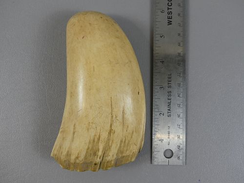 LARGE RAW WHALE TOOTHLarge, raw