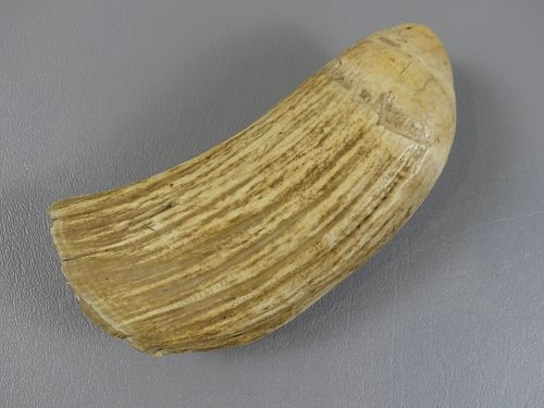 RAW STRIATED WHALE TOOTHLarge raw whale