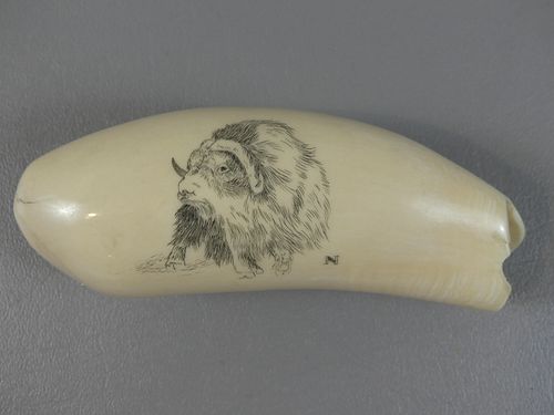 WHALE TOOTH WITH WATER BUFFALOWhale 3835cf