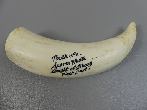 WHALE TOOTH FROM AUSTRALIAWhale 3835e6