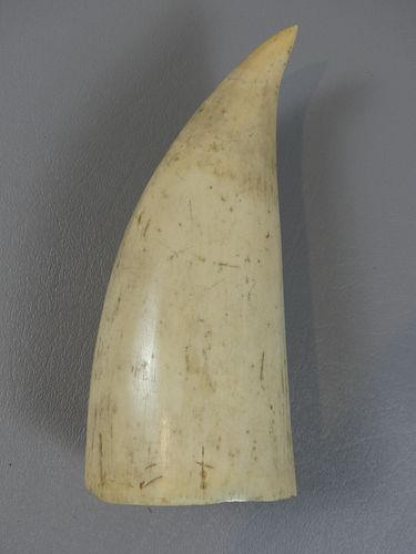 ANTIQUE RAW WHALE TOOTHRaw whale tooth