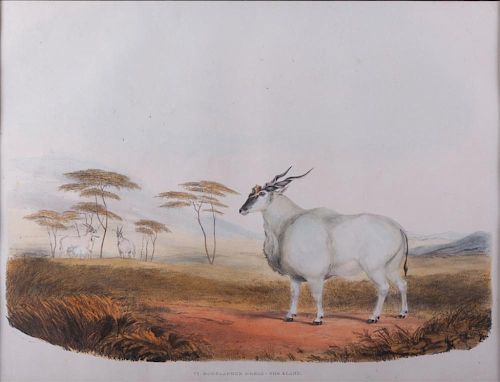 "VI BOSELAPHUS OREAS - THE ELAND"William