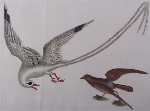 18TH C FRENCH ORNITHOLOGICAL AQUATINTAquatint