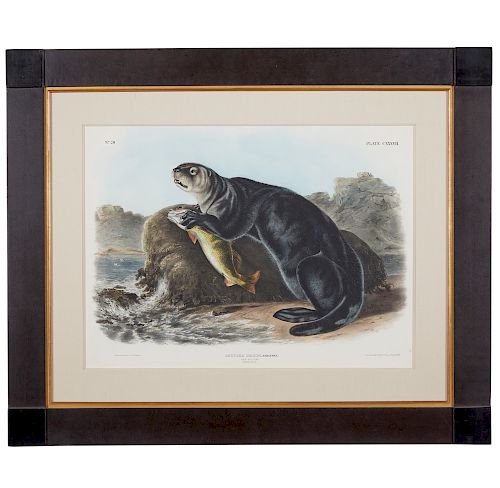 AUDUBON "ENHYDRA MARINA"Framed