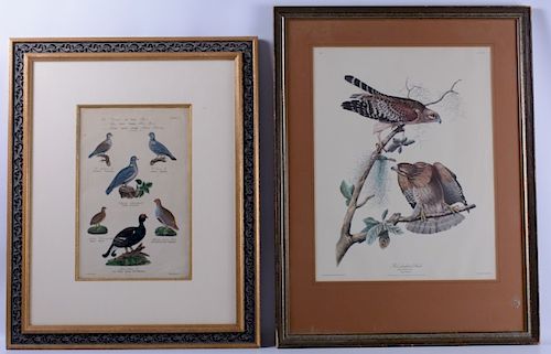 ORNITHOLOGICAL PRINTSTwo ornithological