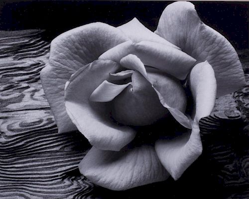 ANSEL ADAMS ROSE DRIFTWOOD  385837