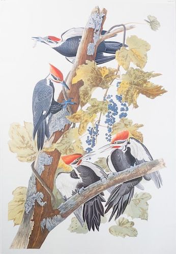 J.J. AUDUBON PILEATED WOODPECKER PRINTPileated