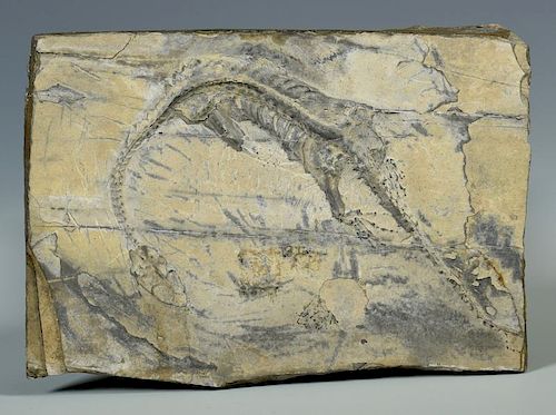 THERAPOD DINOSAUR FOSSILTheropod 38905e