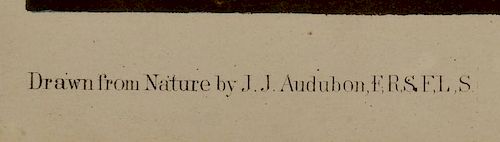 JOHN J. AUDUBON, BIEN EDITION,