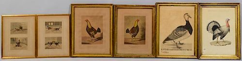 SIX 18TH 19TH CENT FOWL PRINTSAssembled 389a1b