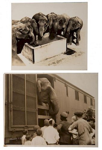 GROUP OF EIGHT VINTAGE ELEPHANT PHOTOGRAPHS.Group
