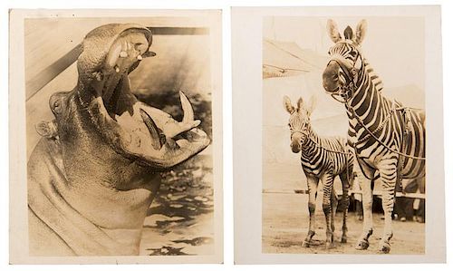 GROUP OF NINE VINTAGE CIRCUS ANIMAL 3876da