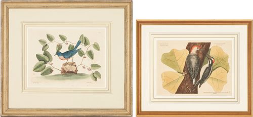2 CATESBY BIRD PRINTS, INCL. RED