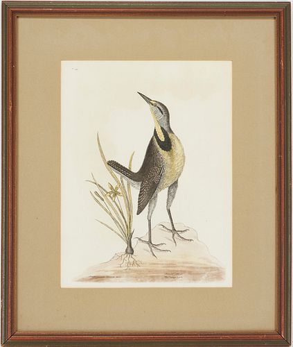 MARK CATESBY BIRD PRINT, THE LARGE