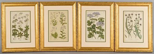 4 BOTANICAL ENGRAVINGS AFTER JOHN 389c89