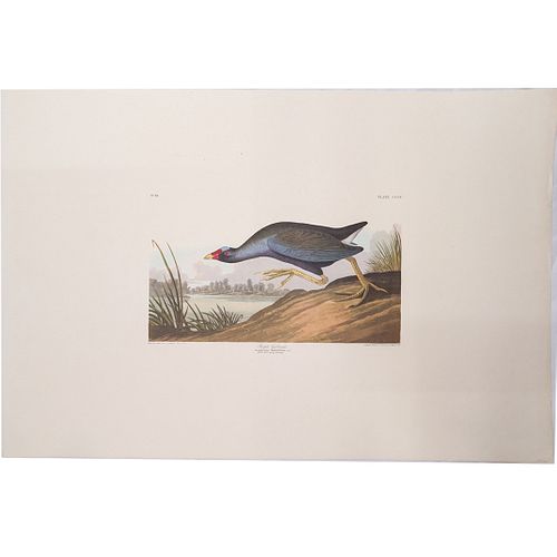 JOHN JAMES AUDUBON AMERICAN 1785 1851  390313