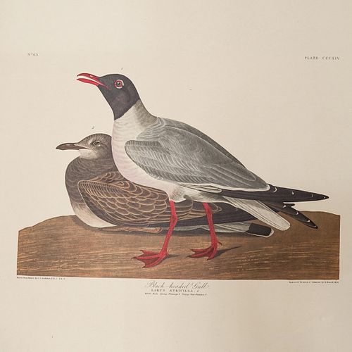 JOHN JAMES AUDUBON AMERICAN 1785 1851  39030c