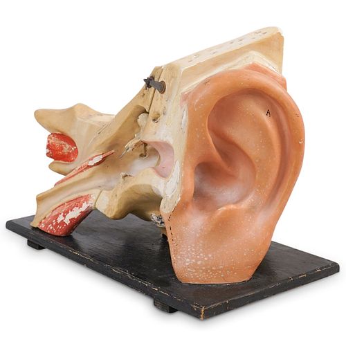 ANTIQUE MEDICAL ANATOMICAL EAR