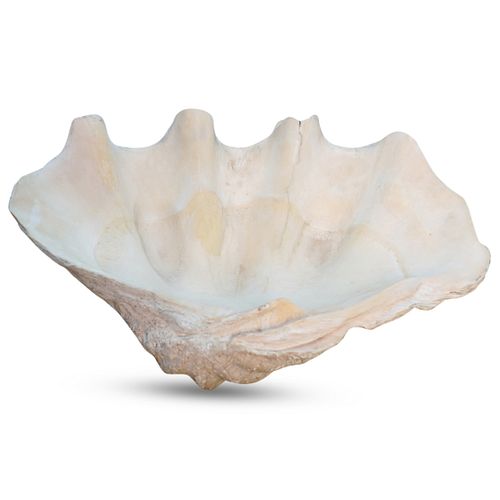 LARGE NATURAL CLAM SHELL (TRIDACNA