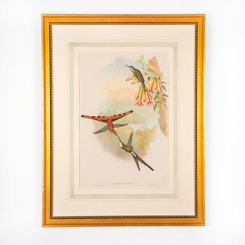 JOHN GOULD LITHOGRAPH COMETES 3998fc