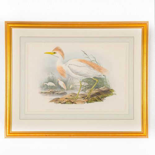 JOHN GOULD LITHOGRAPH PRINT BUBULCUS 399906