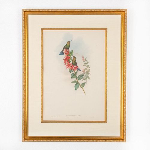 JOHN GOULD LITHOGRAPH METALLURA 399903